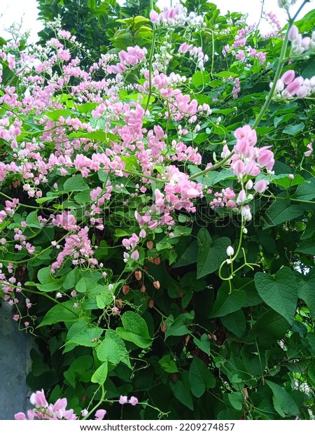 A\
perennial vine plant in the buckwheat family called Antigonon\
leptopus is also known as coral vine or queen\
wreath.