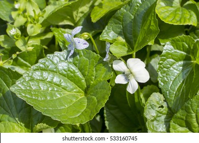 Perennial Viola Butterfly Freckles