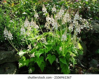 The perennial, woodland wildflower Tiarella cordifolia (foamflower) in bloom in dappled shade