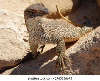 Perentie Monitor (Varanus Giganteus) The Largest Monitor Lizard In Australia (3rd Largest Worldwide)