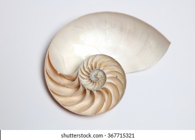オウムガイ の画像 写真素材 ベクター画像 Shutterstock