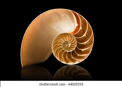 A Perfect And Amazing Fibonacci Pattern In A Nautilus Shell