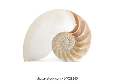 A Perfect And Amazing Fibonacci Pattern In A Nautilus Shell