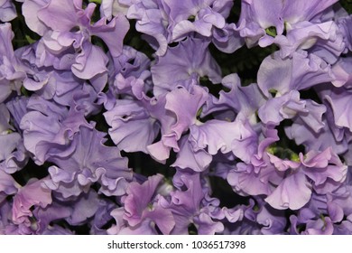 Perfect Award Winning Sweat Pea Flowers At A Flower Show - Close Up Of Flower Heads With No Leaves