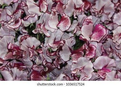 Perfect Award Winning Sweat Pea Flowers At A Flower Show - Close Up Of Flower Heads With No Leaves