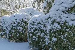 Perfect Backdrop For Any Nature Theme. Boxwood Buxus Sempervirens Or European Box. Bright Glossy Green Foliage Under Snow Blanket Against Blurry Winter Background. Close-up. Selective Focus. 