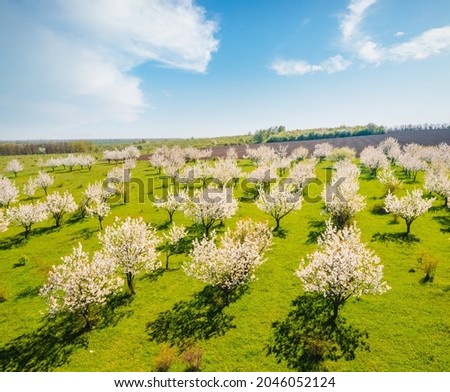 Perfect bird's eye view of a blooming spring garden on a sunny day. Picturesque aerial photography. Location place Ukraine, Europe. Top view drone shot. Spectacular photo wallpaper. Beauty of earth.
