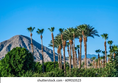 A perfect blue sky, palm trees and the San Jacinto Mountains of Palm Springs California.