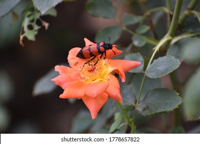 Perfect capture of a red bug sitting on a flower in Manali
