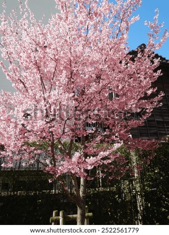 The Perfect Cherry Blossom Tree