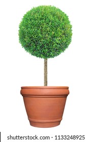 Perfect circle pom-pom shape clipped topiary tree in terracotta clay pot container isolated on white background for formal Japanese and English style artistic design garden