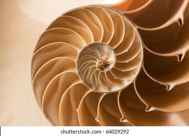 A Perfect Close Up Of An Amazing Fibonacci Pattern In A Nautilus Shell