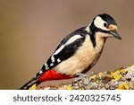 Perfect closeup photo of the common great spotted woodpecker. Female great spotted woodpecker in the forest on old branch with yellow lichen.
