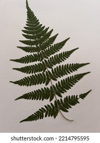 Perfect Dark Green Fern Leaf