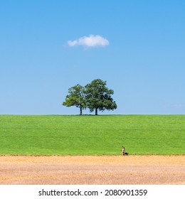 A Perfect Early Summer Morning. Two Walkers Walking Along A Path. Behind Them Is A Sloping Field Of Green Crops, On The Horizon Two Leafy Trees And Above Them A Single Cloud.