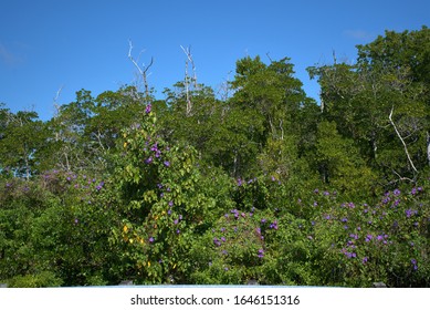 The Perfect Environment In Everglades City USA