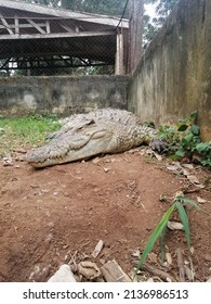 Perfect Example Of Crocodile In Breeding Mode Especially In Africa And Cameroon

