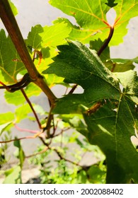 The Perfect Grape Leaf Stock Photos And Editorial News Pictures From Getty Images.