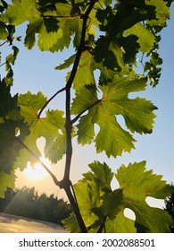 The Perfect Grape Leaf Stock Photos And Editorial News Pictures From Getty Images.