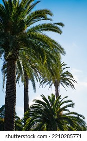 Perfect Green California Palm Trees Vertical Against A Blue Cloudless Sky. Phone Background Wallpaper Nature Travel Landscape Background