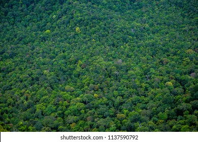 Perfect Green  And Dense Tropical Rainforest. Arial View Background On A Sunny Day.