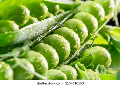 Perfect Green Peas In Pea Pod Covered With Water Drops. Macro Shot.