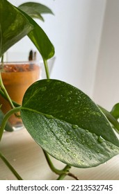 The Perfect Harmony Of The Green Leaf With The Water Droplets.