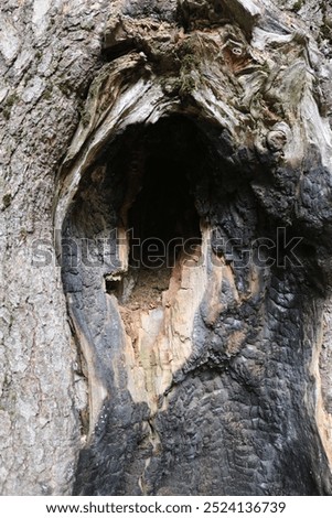 Foto Bild skull tree Farbfoto