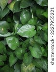Perfect house plant called Green Queen (Epipremnum aureum) or emerald beauty
