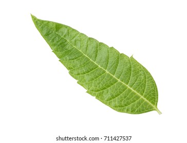 Perfect Lemon Verbena Leaf Isolated On White Background In Full Depth Of Field With Clipping Path.