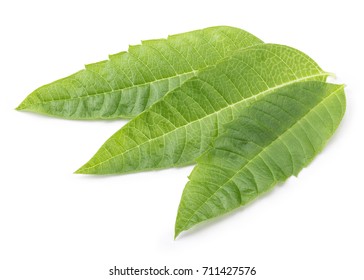 Perfect Lemon Verbena Leaf Isolated On White Background In Full Depth Of Field With Clipping Path.