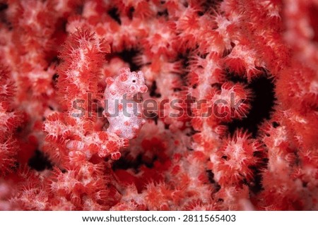 A perfect macro portrait of a tiny, pink and white Bargibant's pygmy seahorse (Hippocampus bargibanti) expertly camouflaged on a vibrant red gorgonian