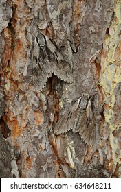 Perfect Mimicry, Pine Hawk-moth (Sphinx Pinastri)