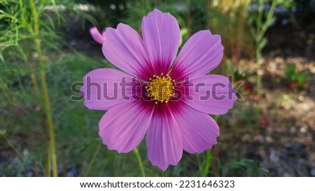 Perfect Moment, Pink Cosmos in Full Bloom.
