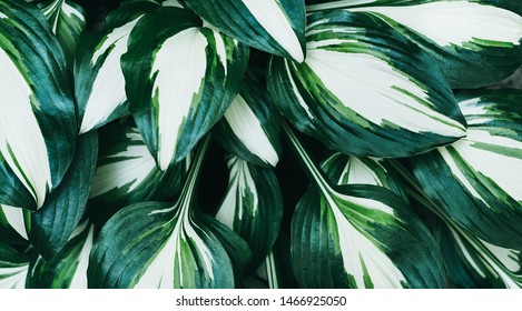 Hosta Fire Ice High Res Stock Images Shutterstock