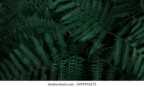 Perfect natural young fern leaves pattern background. Dark and moody feel. Top view. Copy space. - Powered by Shutterstock