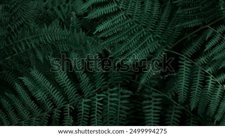 Similar – Image, Stock Photo Green fern background Fern