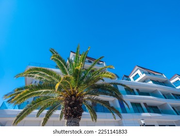 Perfect palm trees against a beautiful blue sky - Shutterstock ID 2251141833