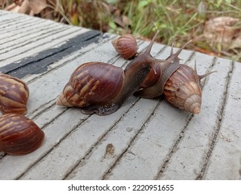 Perfect Phonegraphy, Snail Or Achatina Fulica Is A Land Snail Belonging To The Achatinidae Tribe.