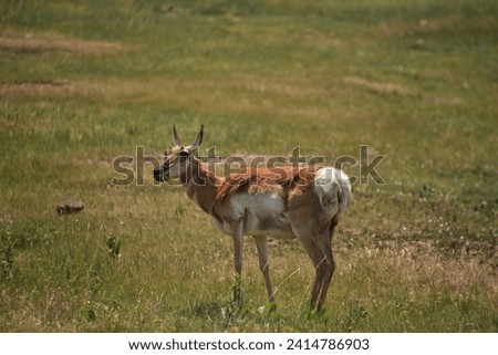 Perfect pronghorn doe grazing on the plains in the summer.