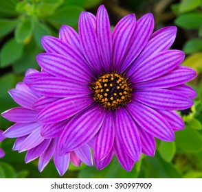 Perfect Purple Daisy Stock Photo 390997909 | Shutterstock