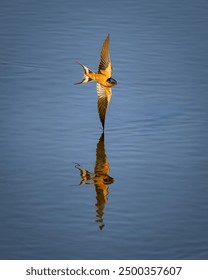 Perfect reflection of a barn swallow