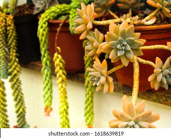 Donkey Tail Flower High Res Stock Images Shutterstock