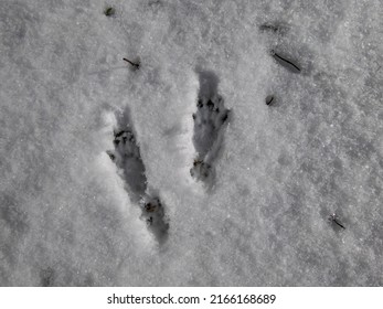 530 Rodent Footprints Images, Stock Photos & Vectors | Shutterstock