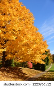 Perfect Sunny Autumn Day With Blue Skies And A Tall Yellow Orange Maple Tree In A Suburban Neighborhood With A Long Sidewalk 