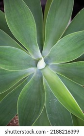 Perfect Symmetry Of A Green Plant