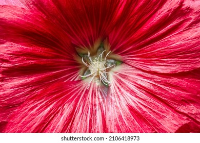 Perfect Symmetry Inside A Flower