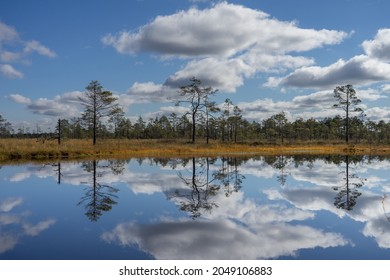 Perfect symmetry. Swamp hollow surrounded by poor bonsai pines. Reflections of trees, bright blue sky and white clouds. Typical mire lake. Sunny autumn day in Nature Reserve, Konnu Suursoo raised bog.