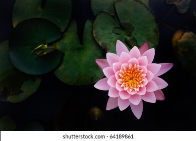 The Perfect Top view of Beautiful Pink Lotus in pond with black background