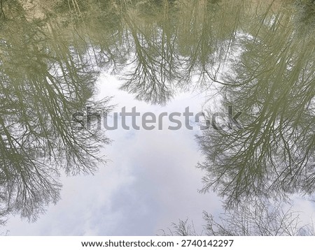 Perfect Tree Reflection in Calm Forest Lake with Symmetry